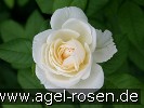 Bild der Rose 'Uetersener Klosterrose' (Kletterrose)