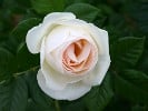 Uetersener Klosterrose (Kletterrose) Bild der Rose 'Uetersener Klosterrose' (Kletterrose)