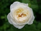 Uetersener Klosterrose (Kletterrose) Bild der Rose 'Uetersener Klosterrose' (Kletterrose)