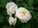 Uetersener Klosterrose (Kletterrose) Bild der Rose 'Uetersener Klosterrose' (Kletterrose)