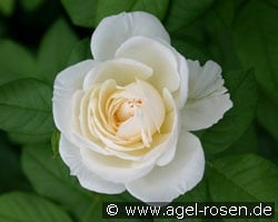 Uetersener Klosterrose (Kletterrose) Bild der Rose 'Uetersener Klosterrose' (Kletterrose)