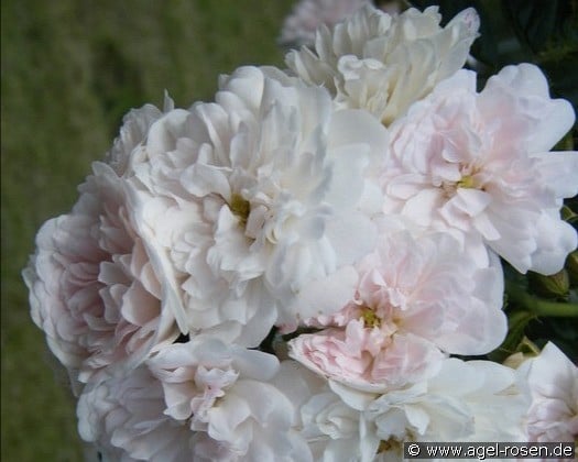 White Dorothy (Kletterrose) Bild der Rose 'White Dorothy' (Kletterrose)