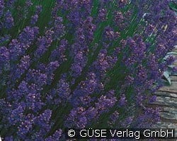 Lavendel (Stauden für Beete, Rabatten & Schnitt) Bild der Staude 'Lavendel' (Lavandula angustifolia 'Dwarf Blue')