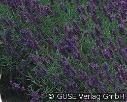 Echter Lavendel (Stauden für Beete, Rabatten & Schnitt) Bild der Staude 'Echter Lavendel' (Lavandula angustifolia 'Hidcote Blue')