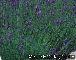 Lavendel (Hardy herbs) Picture of the perennial 'Lavendel' (Lavandula angustifolia)