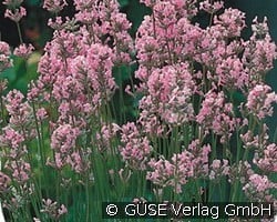 Lavendel (Stauden für Beete, Rabatten & Schnitt) Bild der Staude 'Lavendel' (Lavandula angustifolia 'Rosea')