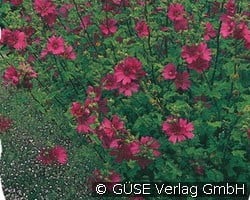 Buschmalve (Stauden für Beete, Rabatten & Schnitt) Bild der Staude 'Buschmalve' (Lavatera Olbia-Hybride 'Burgundy Wine')