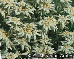 Alpen-Edelweiß (Stauden für Beete, Rabatten & Schnitt) Bild der Staude 'Alpen-Edelweiß' (Leontopodium alpinum)