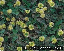 Fiederpolster (Stauden für Beete, Rabatten & Schnitt) Bild der Staude 'Fiederpolster' (Leptinella potentillina)