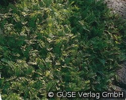 Fiederpolster (Stauden für Steingärten & Trockenmauern) Bild der Staude 'Fiederpolster' (Leptinella squalida)
