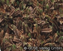 Braunes Fiederpolster (Stauden für Steingärten & Trockenmauern) Bild der Staude 'Braunes Fiederpolster' (Leptinella squalida 'Platt's Blatt')