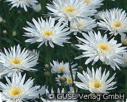 Gefüllte Margerite (Stauden für Beete, Rabatten & Schnitt) Bild der Staude 'Gefüllte Margerite' (Leucanthemum Maximum-Hybride)