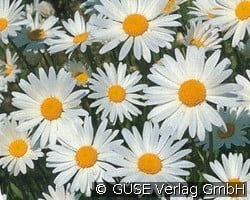 Großblumige Margerite (Stauden für Beete, Rabatten & Schnitt) Bild der Staude 'Großblumige Margerite' (Leucanthemum Maximum-Hybride)