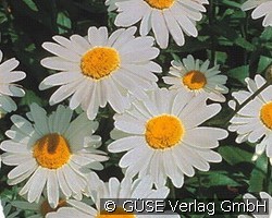 Zwerg-Margerite (Stauden für Beete, Rabatten & Schnitt) Bild der Staude 'Zwerg-Margerite' (Leucanthemum Maximum-Hybride 'Silberprinzesschen')