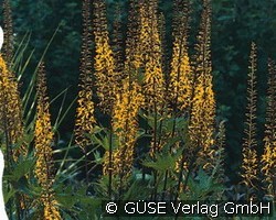 Kreuzkraut (Stauden für Beete, Rabatten & Schnitt) Bild der Staude 'Kreuzkraut' (Ligularia przewalskii)