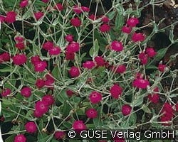 Vexiernelke (Stauden für Beete, Rabatten & Schnitt) Bild der Staude 'Vexiernelke' (Lychnis coronaria)