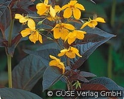 Bewimperter Felberich (Stauden für Beete, Rabatten & Schnitt) Bild der Staude 'Bewimperter Felberich' (Lysimachia ciliata 'Firecracker')