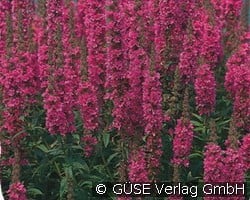 Blut-Weiderich (Stauden für Beete, Rabatten & Schnitt) Bild der Staude 'Blut-Weiderich' (Lythrum salicaria)