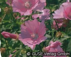 Moschus-Malve (Stauden für Beete, Rabatten & Schnitt) Bild der Staude 'Moschus-Malve' (Malva moschata)