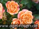 Picture of the rose 'Apricot Clementine' (Miniature Rose)