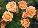 Apricot Clementine (Miniature Rose) Picture of the rose 'Apricot Clementine' (Miniature Rose)