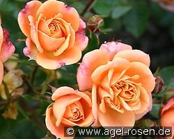 Apricot Clementine (Miniature Rose) Picture of the rose 'Apricot Clementine' (Miniature Rose)