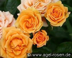 Clementine (Miniature Rose) Picture of the rose 'Clementine' (Miniature Rose)