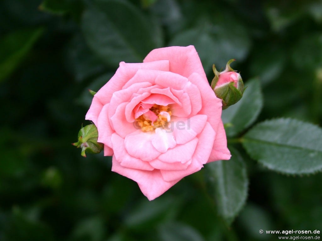 Picture of the rose 'Eleanor' (Miniature Rose)