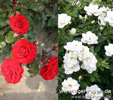 Picture of the rose 'Fire & Ice' (Miniature Rose)