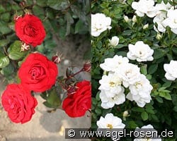 Fire & Ice (Miniature Rose) Picture of the rose 'Fire & Ice' (Miniature Rose)