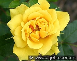 Gold Symphonie (Miniature Rose) Picture of the rose 'Gold Symphonie' (Miniature Rose)