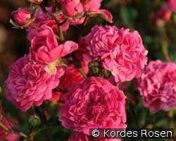 Pepita (Miniature Rose) Picture of the rose 'Pepita' (Miniature Rose)