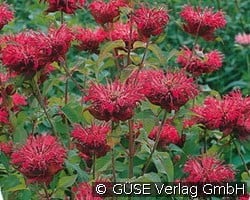 Indianernessel (Stauden für Beete, Rabatten & Schnitt) Bild der Staude 'Indianernessel' (Monarda Fistulosa-Hybride)