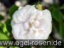 Bild der Rose 'Blanche Moreau' (Moosrose)