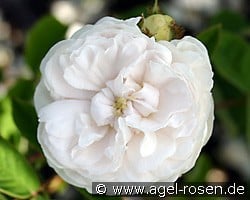 Blanche Moreau (Moosrose) Bild der Rose 'Blanche Moreau' (Moosrose)