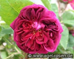 Deuil de Paul Fontaine (Moosrose) Bild der Rose 'Deuil de Paul Fontaine' (Moosrose)