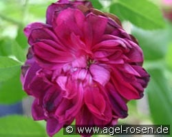 James Veitch (Moosrose) Bild der Rose 'James Veitch' (Moosrose)