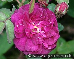 Nuits de Young (Moosrose) Bild der Rose 'Nuits de Young' (Moosrose)