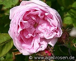 Rosa centifolia Muscosa (Moosrose) Bild der Rose 'Rosa centifolia Muscosa' (Moosrose)
