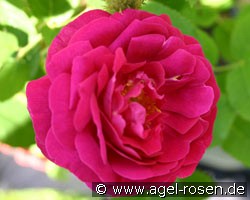 Rosa centifolia muscosa 'Rubra' (Moosrose) Bild der Rose 'Rosa centifolia muscosa 'Rubra'' (Moosrose)