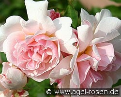 Felicia (Moschusrose) Bild der Rose 'Felicia' (Moschusrose)