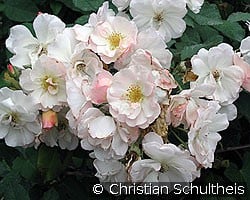 Penelope (Moschusrose) Bild der Rose 'Penelope' (Moschusrose)