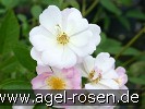 Bild der Rose 'Queen of the Musk' (Moschusrose)