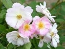 Queen of the Musk (Moschusrose) Bild der Rose 'Queen of the Musk' (Moschusrose)