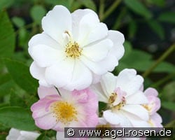 Queen of the Musk (Moschusrose) Bild der Rose 'Queen of the Musk' (Moschusrose)