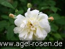 Bild der Rose 'Thisbe' (Moschusrose)