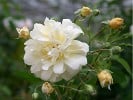 Thisbe (Moschusrose) Bild der Rose 'Thisbe' (Moschusrose)