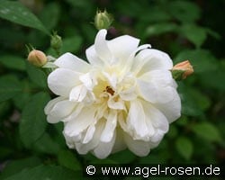 Thisbe (Moschusrose) Bild der Rose 'Thisbe' (Moschusrose)