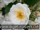 Bild der Rose 'Trier' (Moschusrose)