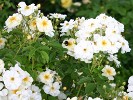 Trier (Moschusrose) Bild der Rose 'Trier' (Moschusrose)